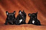 BOULEDOGUE FRANCAIS 786